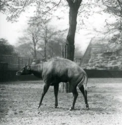A Nilgai, or Asian Antelope at London Zoo, April 1923